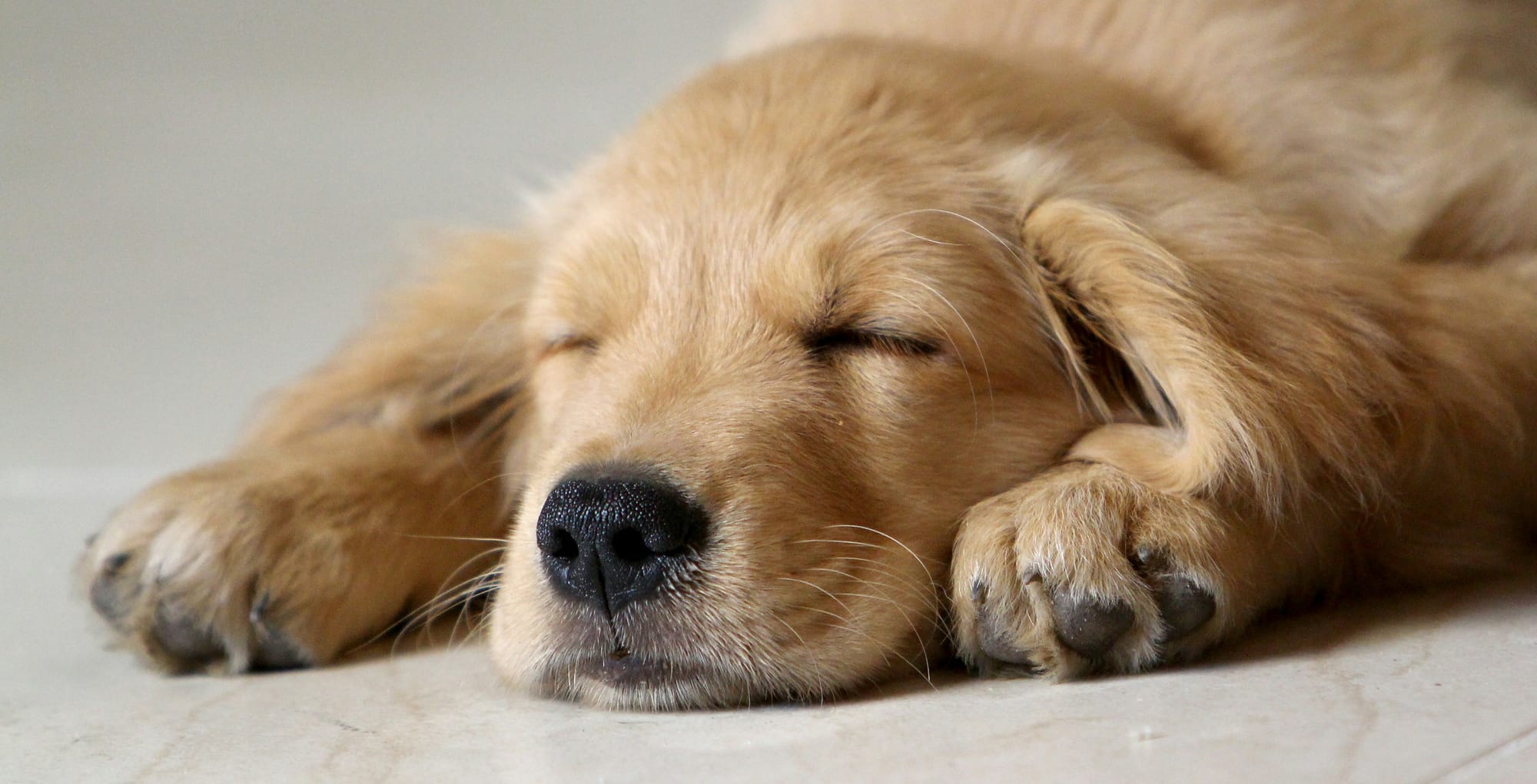 Schlafender Golden-Retriever-Welpe liegt entspannt auf dem Boden.